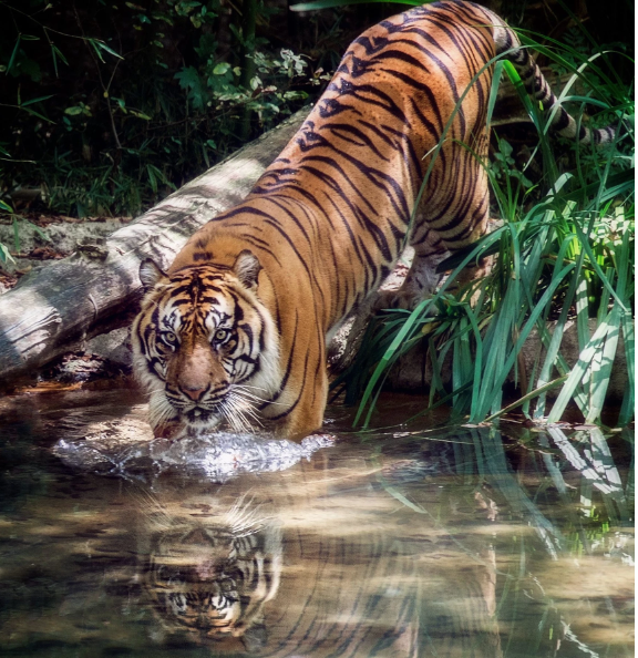 DAZ-tiger_in_water